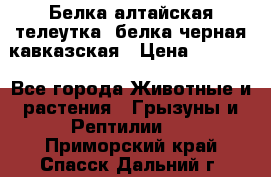 Белка алтайская телеутка, белка черная кавказская › Цена ­ 5 000 - Все города Животные и растения » Грызуны и Рептилии   . Приморский край,Спасск-Дальний г.